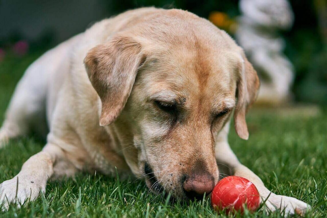 Is It Normal For My Dog's Balls To Be Black at Sade Cannon blog