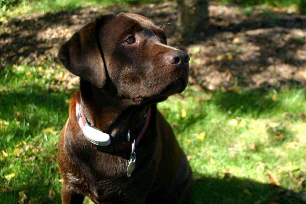 are white spots on a purebred labrador normal