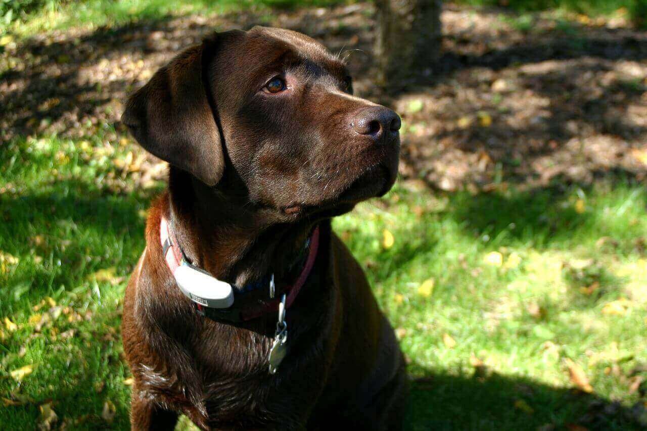 Chocolate Lab With White Spot on Tail - Labrador Loving Souls