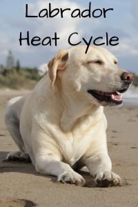 Labrador Heat Cycle- The Complete Guide - Labrador Loving Souls