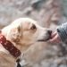 Labrador heat cycle