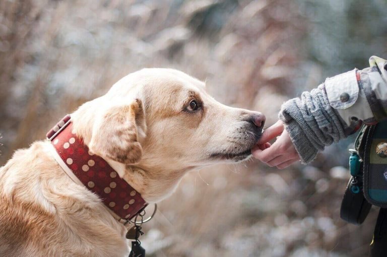 Labrador Heat Cycle The Complete Guide Labrador Loving Souls