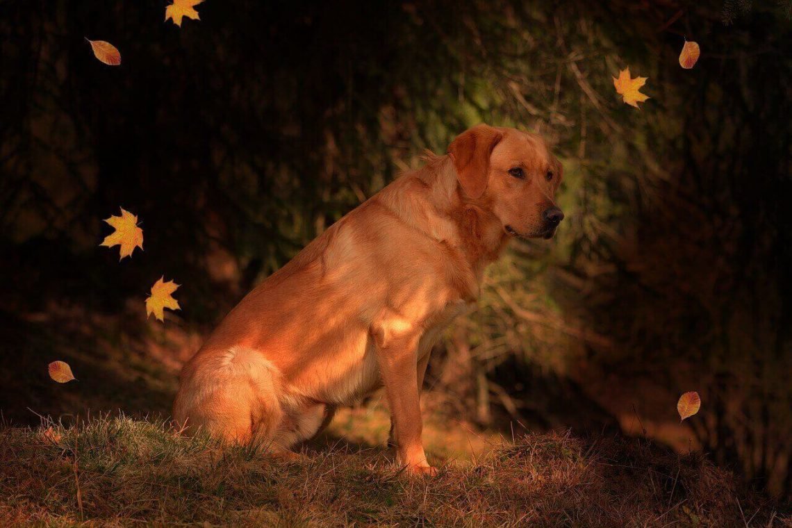 Fox Red Lab,Fox Red Labrador