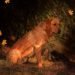 Fox Red Lab,Fox Red Labrador