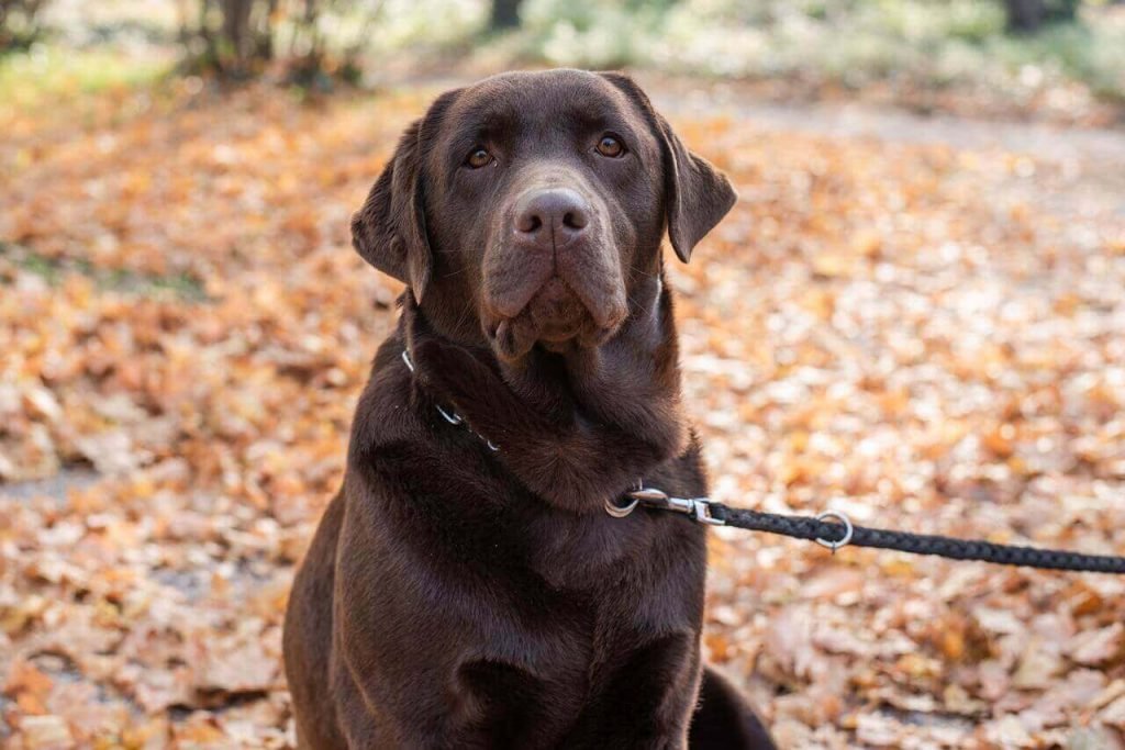 can labrador live in hot weather