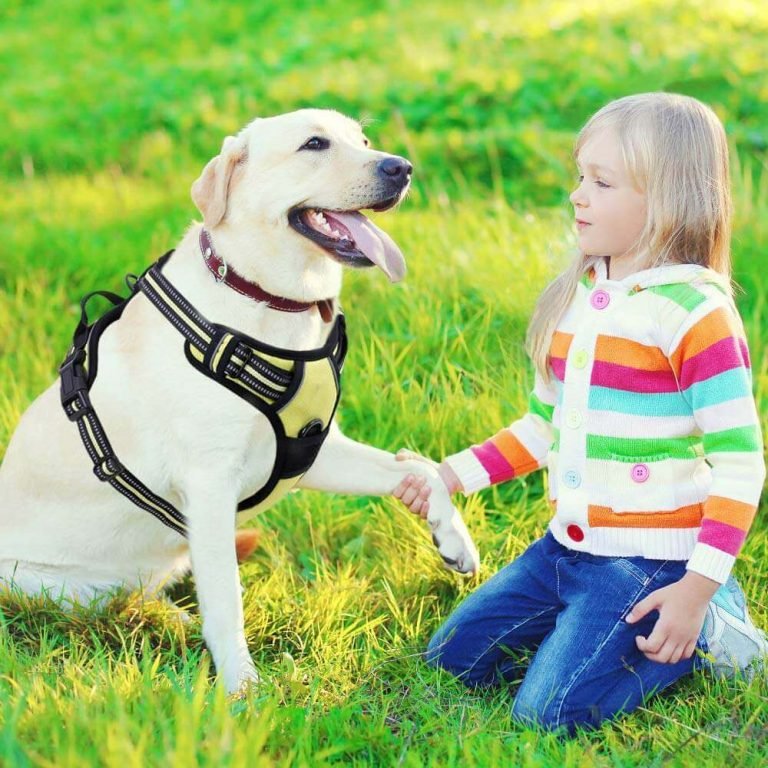 Dwarf Labrador- All About Dwarfism In Labs - Labrador Loving Souls