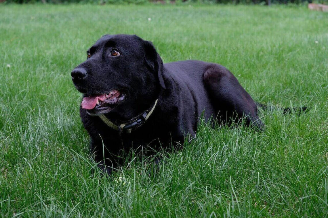 Dwarf Labrador- All About Dwarfism In Labs - Labrador Loving Souls