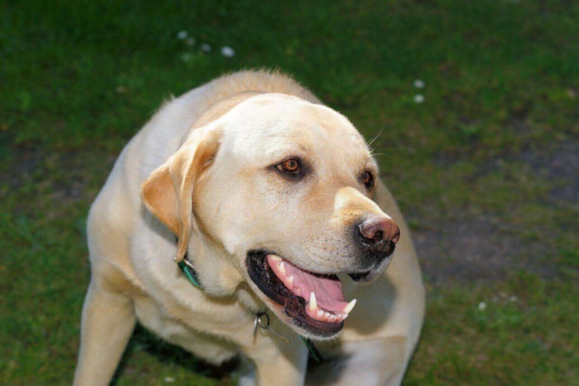 Dwarf Labrador- All About Dwarfism In Labs - Labrador Loving Souls