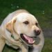 Dwarf Labrador,dwarfism in labs