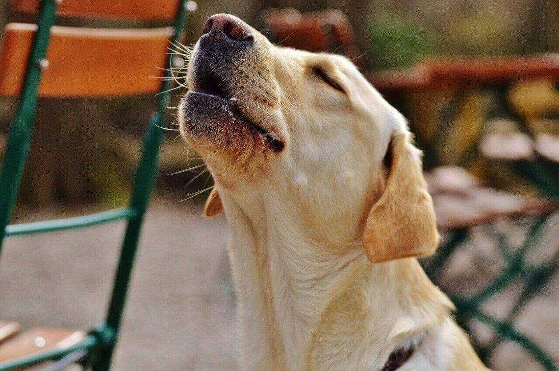 Do Labs bark a lot