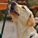 Do Labs bark a lot