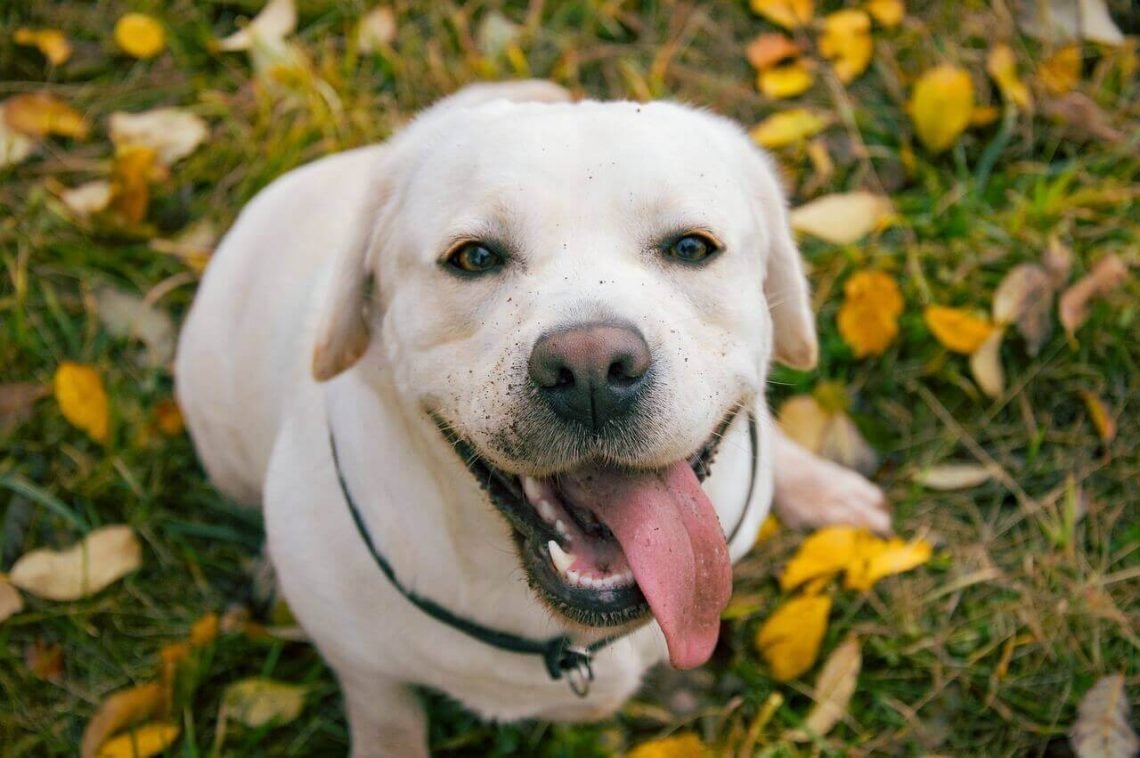 white-labrador-all-you-need-to-know-about-the-white-lab-labrador