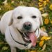 White Labrador, White Lab