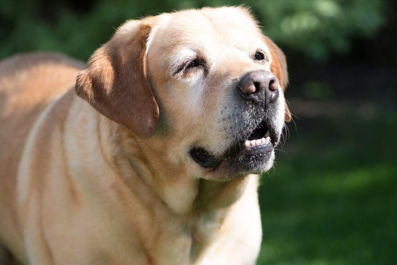 Generic Labrador The difference between Labrador and Labrador Retriever - Labrador ...