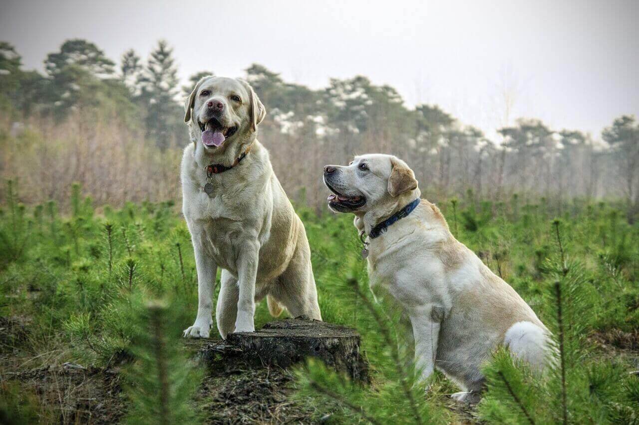 what is the difference between working and show labradors