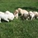 Indian Dog names