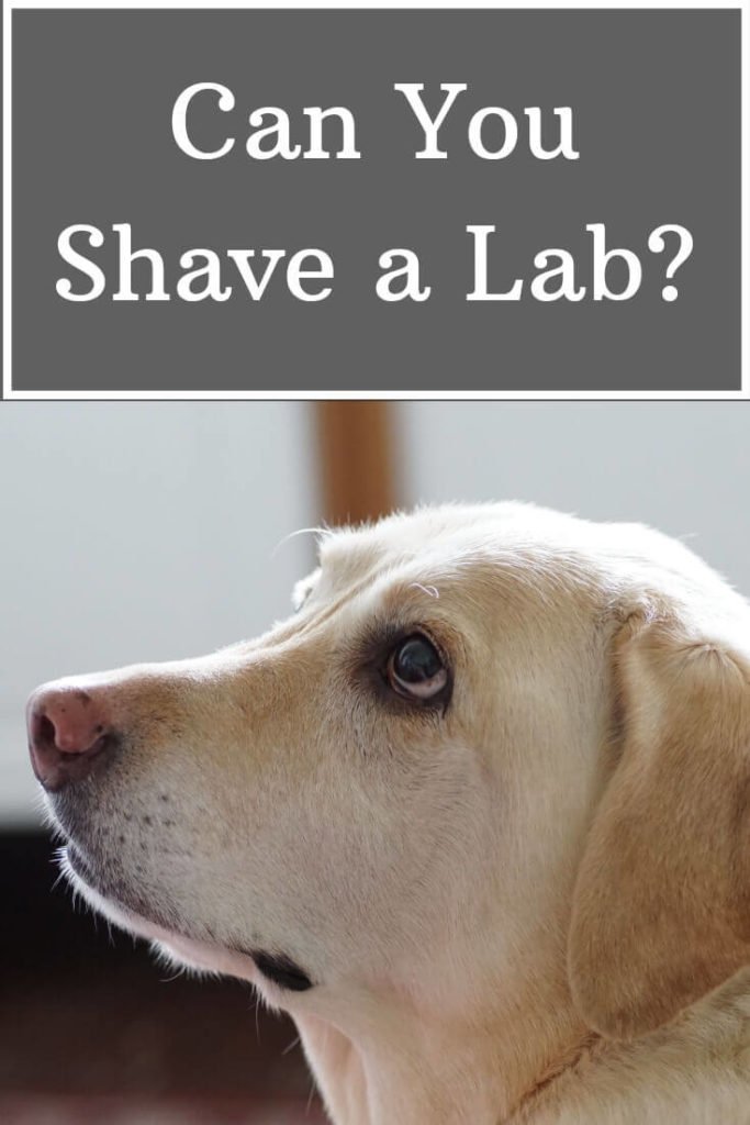 can i trim a labrador