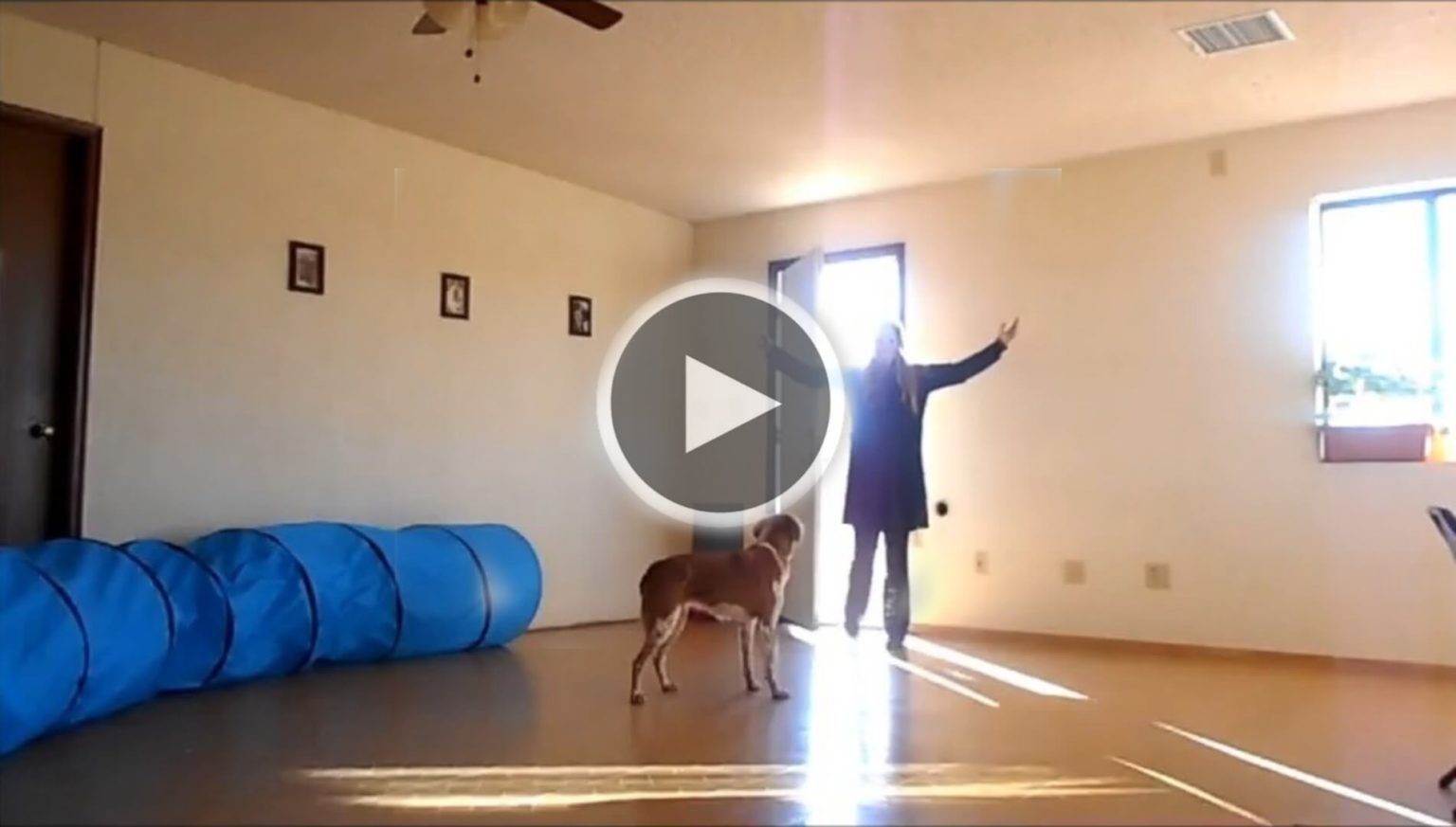 Can You Shave a Lab? 5 things you must know about a Shaved Labrador Labrador Loving Souls