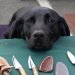 Can you shave a Lab,Shaved Labrador