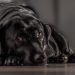 Senior dog anxiety at night