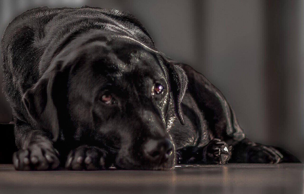 Older Dog Gets Anxious At Night