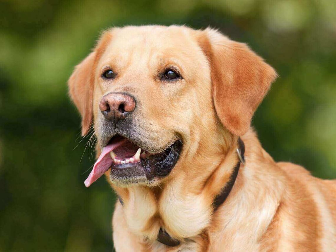 Golden Labrador, Golden Lab