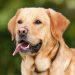 Golden Labrador, Golden Lab