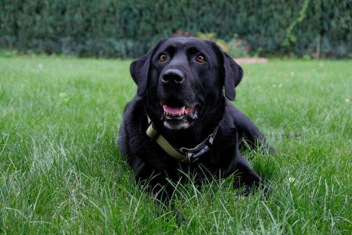 Are labs hypoallergenic the truth about hypoallergenic dogs