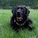 Are Labs Hypoallergenic, Are labradors hypoallergenic