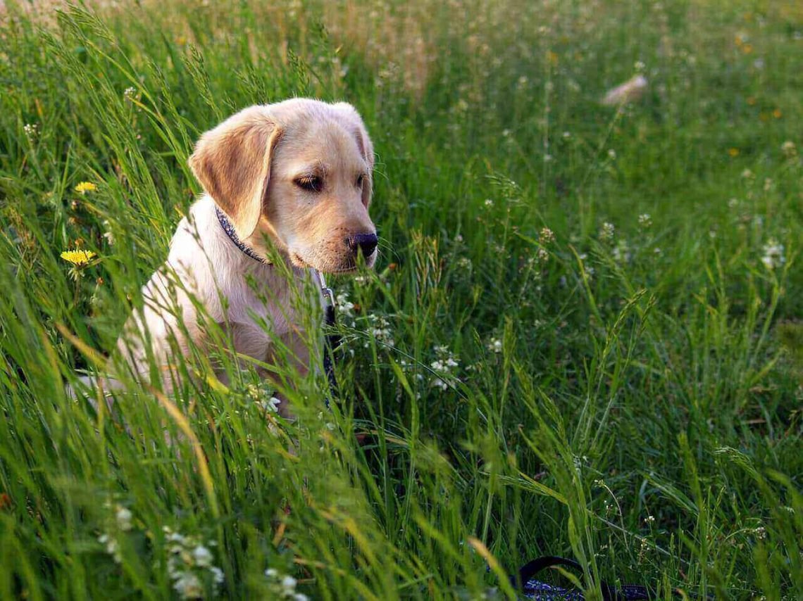 Are Labs Hypoallergenic? The Truth About Hypoallergenic Dogs Labrador Loving Souls