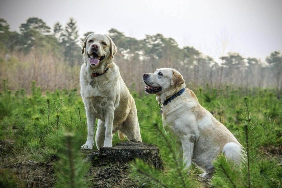 When Do Labs Stop Growing?