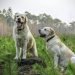 When Do Labs Stop Growing?