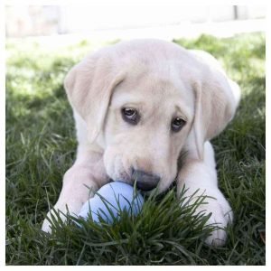 can labradors be apartment dogs