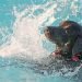 How Often Should You Bathe a Labrador?