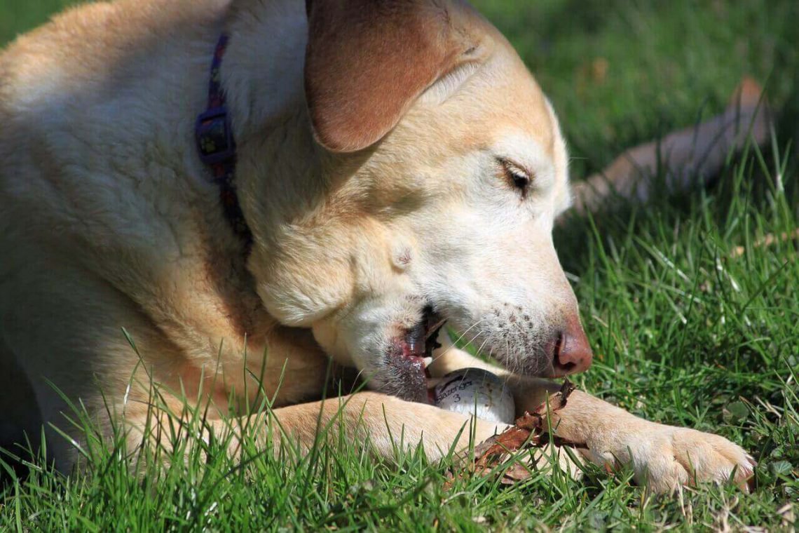 5 Things You Should Know About Labrador Dew Claw