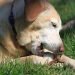 5 Things You Should Know About Labrador Dew Claw