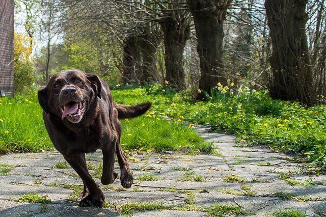 do labrador retrievers have rear dew claws