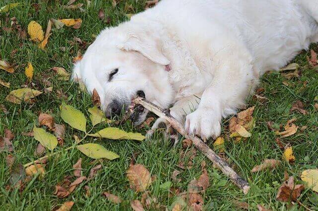 do labrador retrievers have rear dew claws