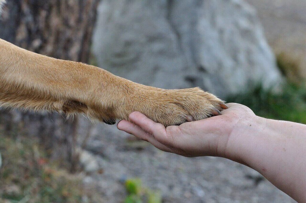 do labrador retrievers have rear dew claws