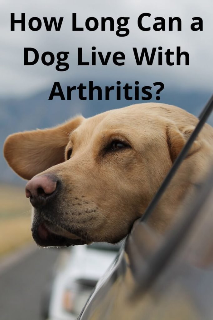 How Long Can A Dog Live With Arthritis Labrador Loving Souls