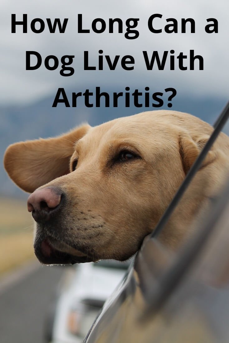 how-long-can-a-dog-live-with-arthritis-labrador-loving-souls