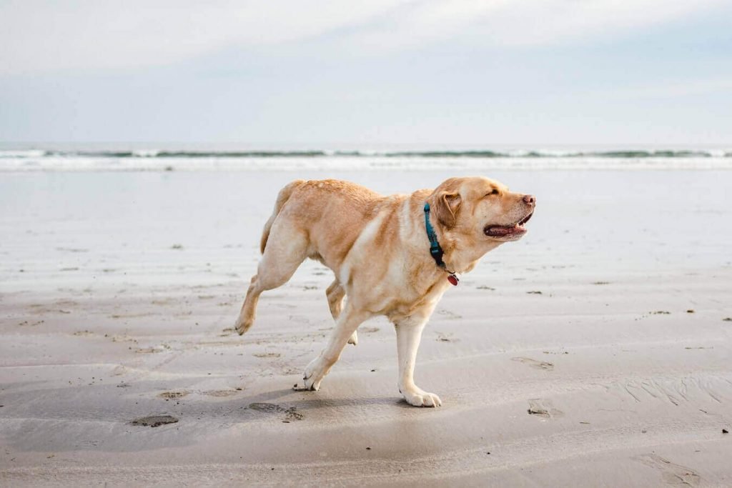 How long can dog live with arthritis