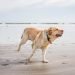 How Long Can a Dog Live With Arthritis?