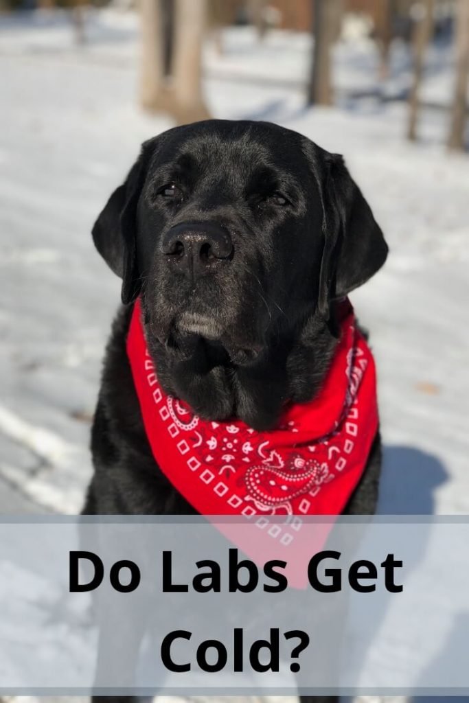 how cold is too cold for labradors