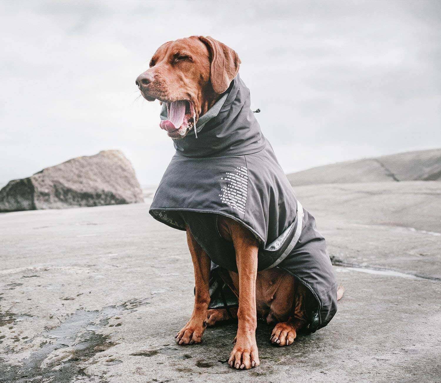 Do Labs Get Cold? All About Labradors and Cold Weather Labrador