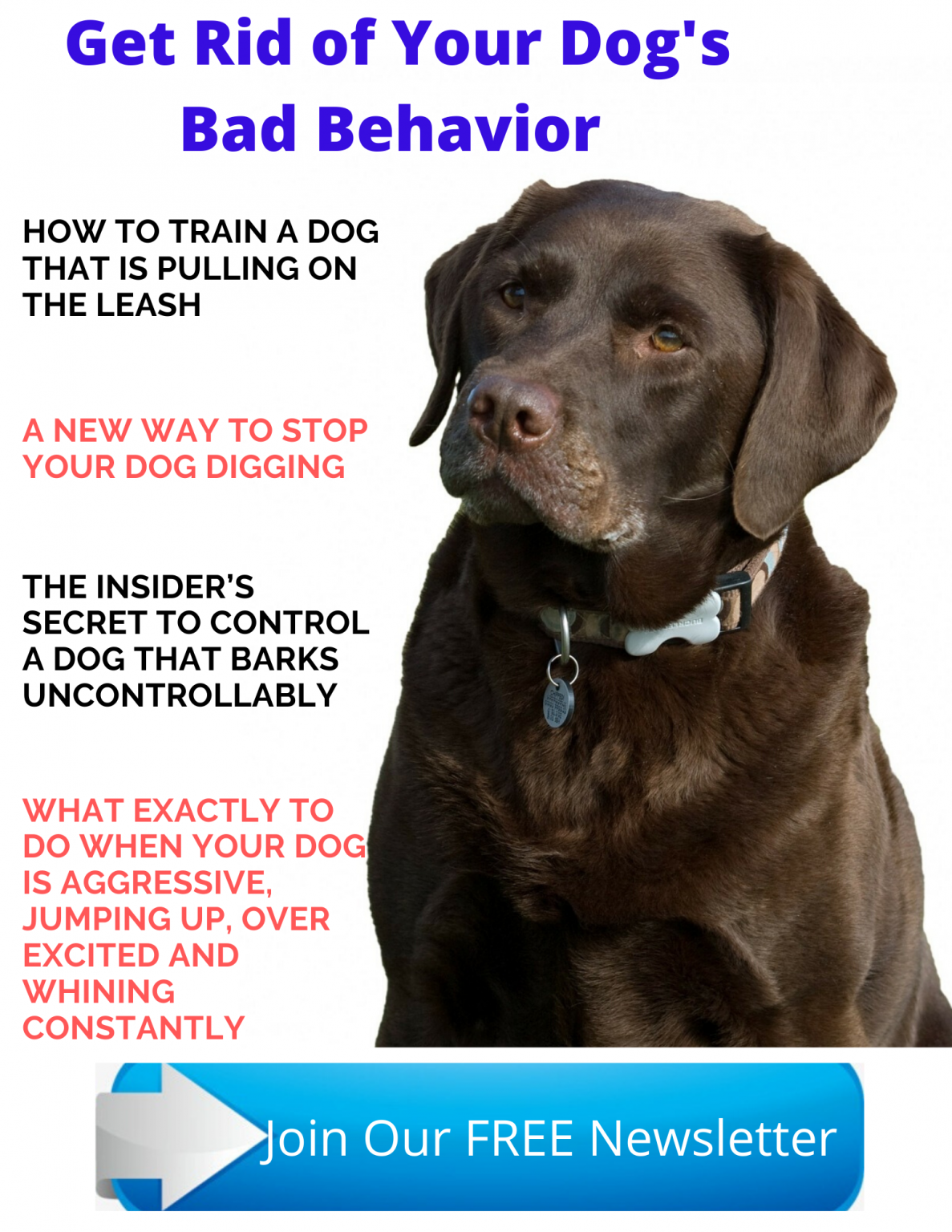 Labrador Seizures How to handle them Labrador Loving Souls