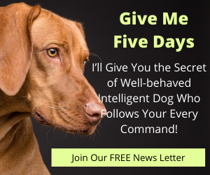 Give Me Five Days – I’ll Give You the Secret of Well-behaved Intelligent Dog Who Follows Your Every Command
