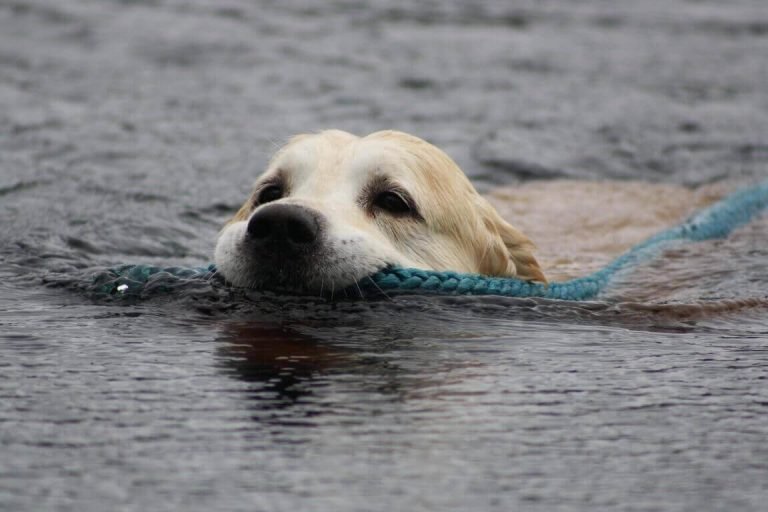 Cold Labrador Do Labs Get Cold?- All About Labradors and Cold Weather - Labrador ...