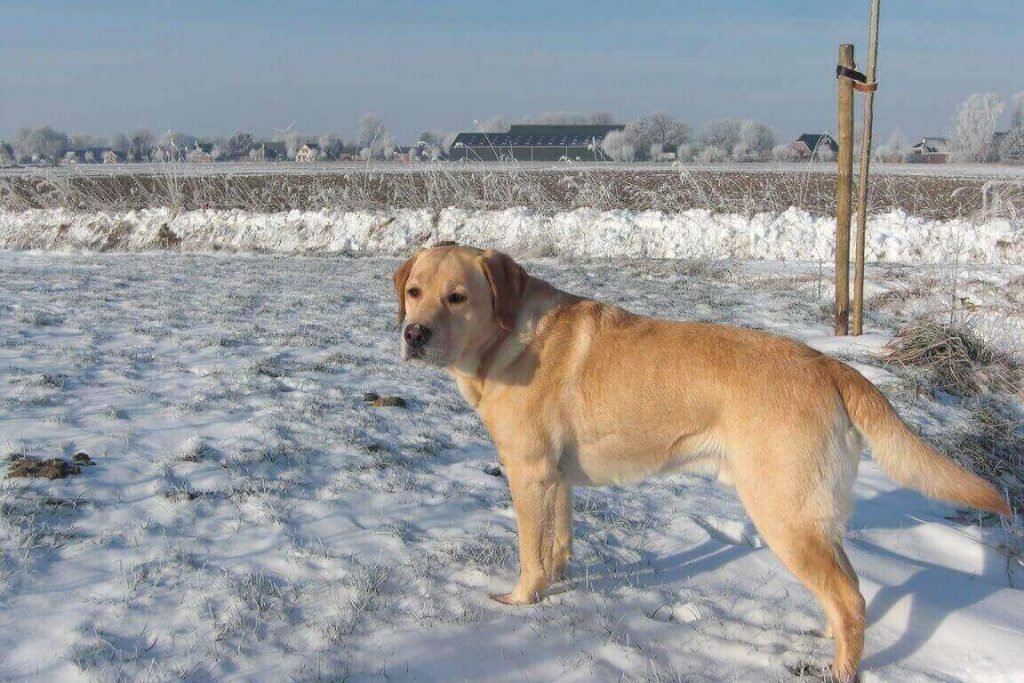 are labradors considered cold weather dogs