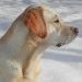 Do Labs Get Cold?